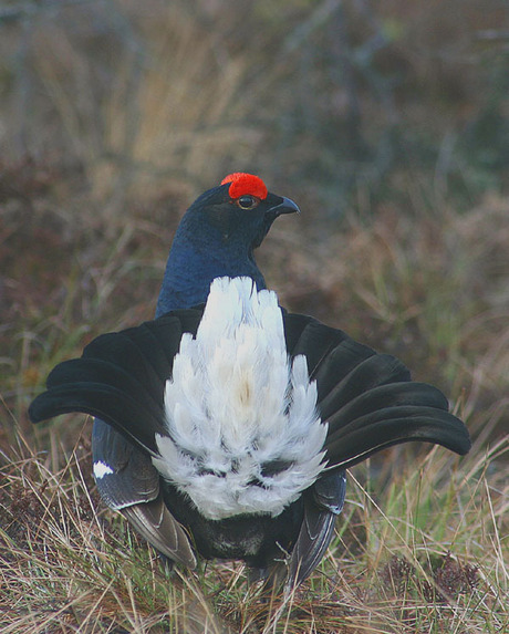 Als de hennen mij maar zien
