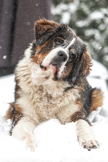 “Liv” de sneeuwkonining