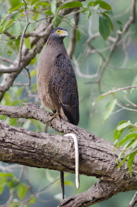 Crested serpent eagle