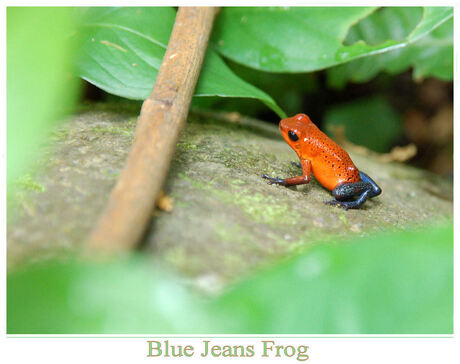 Blue Jeans Dart Frog