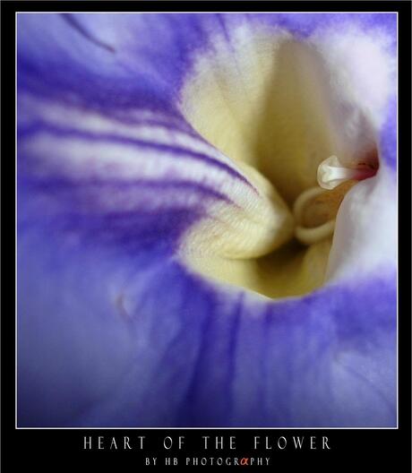 HB Heart of the Flower