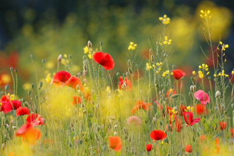 United Colours of Summer