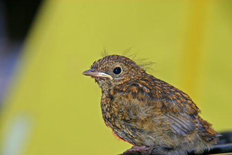 roodborst verlaat nest