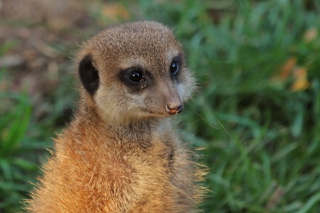 Stokstaartje in dierentuin Burger's Zoo, Arnhem