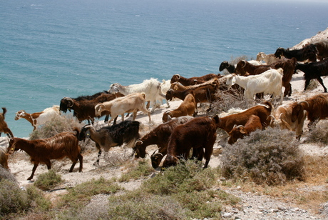 Geitenoptocht @ Cyprus