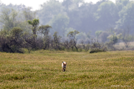 Fox on the hunt