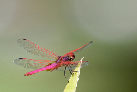 Dragon Fly