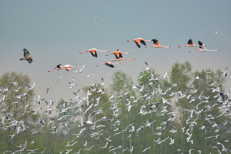 Flamingo's achter na gezeten door een wouw