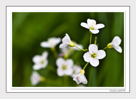 Cardamine Pratensis