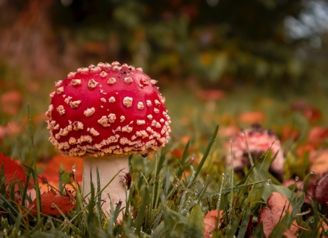 Vliegenzwam in de tuin