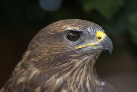 buizerd