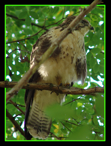 Buizerd in achtertuin