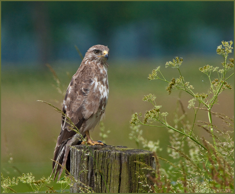 Buizerd langs de weg