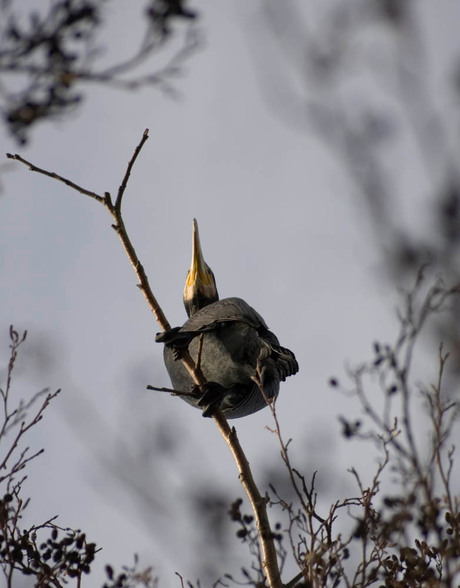 vogel kikker perspectief