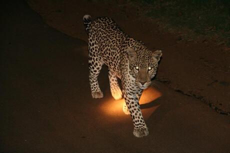 Leopard in spotlight