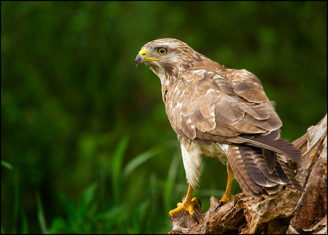 Buizerd (v)