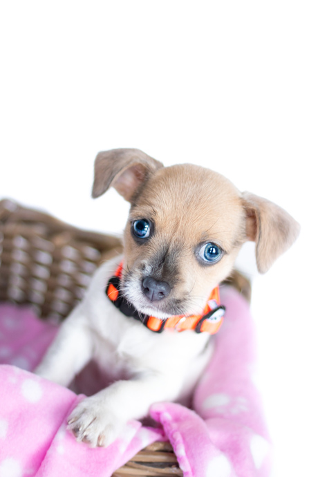 Newborn puppy shoot