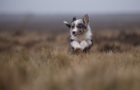 puppy in kleur