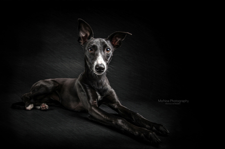 Whippet pup