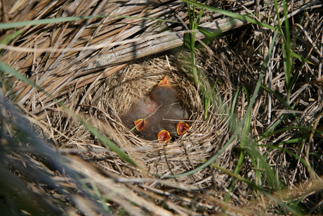 Nest veldleeuwerik