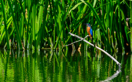 IJsvogel