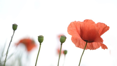 Poppy