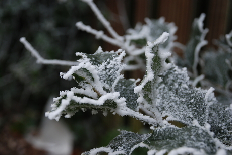 hulst in de winter