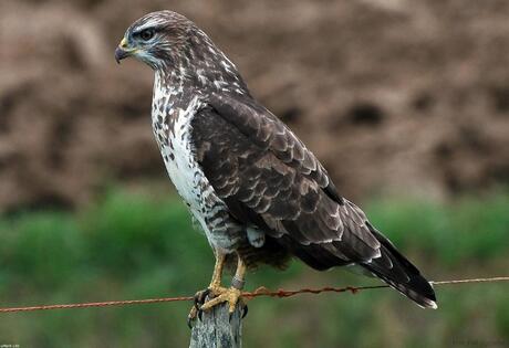 Buizerd