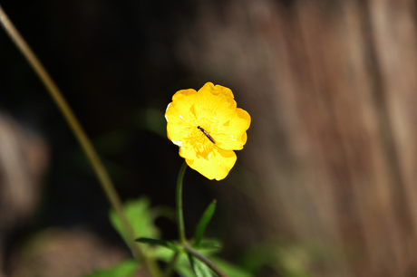 Beestje op Bloem