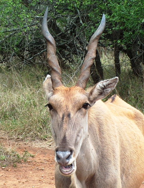 Zuid Afrika reis