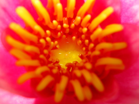 Waterlelie scherp hart