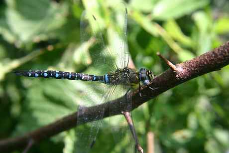 Libelle Full View