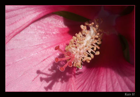 Hibiscus