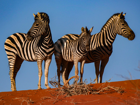 waar gaan we oversteken