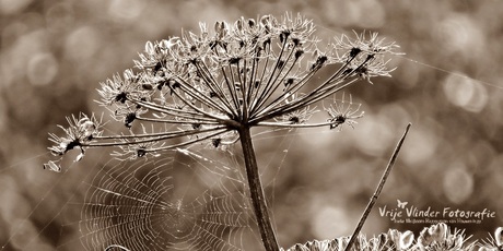 Uitgebloeide Bereklauw met spinneweb in tegenlicht