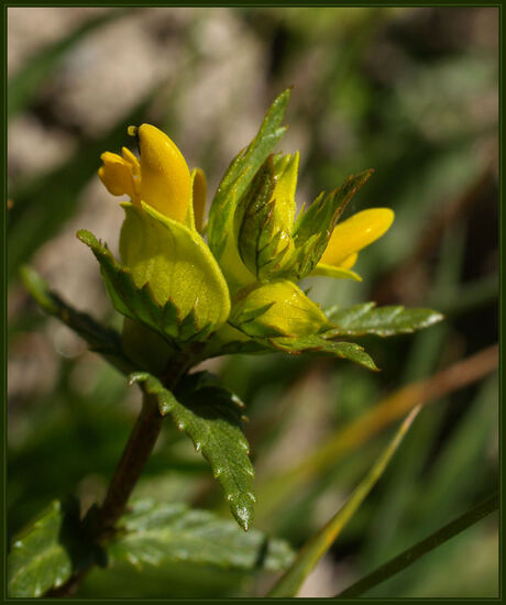 Macro in de Alpen #2