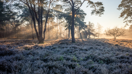 Stijbeekse Heide