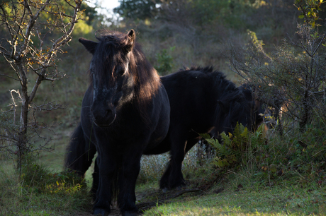 paardjes in de duinen