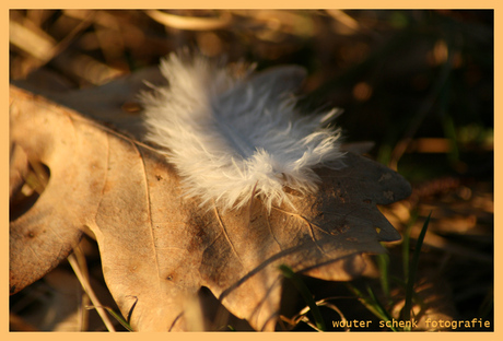 feather & leaflet