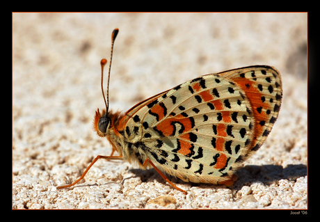 Tweekleurige parelmoervlinder