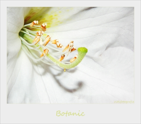 botanic