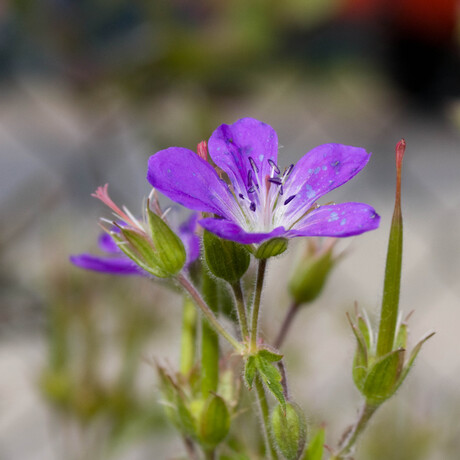 geranium