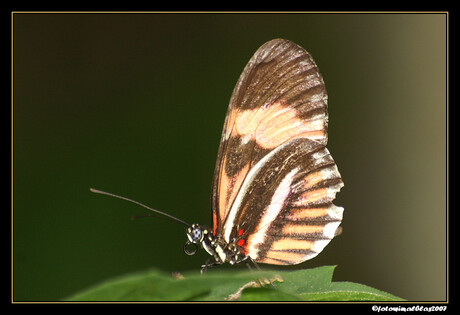 Vlinder 2