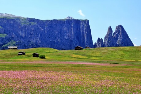 Bloementapijt Seiseralm Zuid Tirol