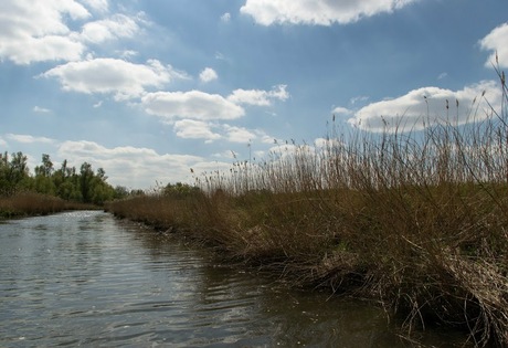 Biesbosch