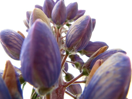 lupine