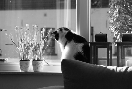 Kat bij het raam