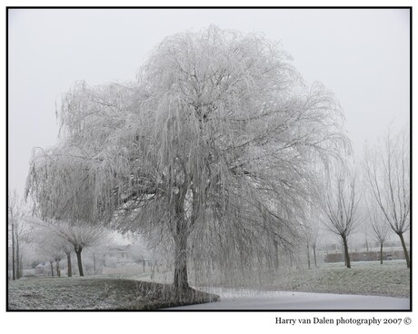 Winter in Maassluis