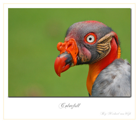 Colorfull
