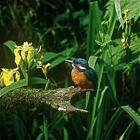 ijsvogel